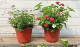 佛山潮人爆料事件视频最新,揭秘背后惊人真相